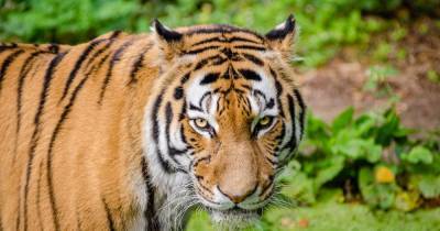 Количество тигров на Земле увеличилось