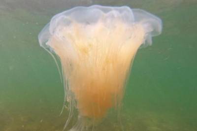 В Германии заявили о нашествии ушастых медуз в западной части Балтики