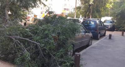 Дерево рухнуло на автомобиль в Воронеже