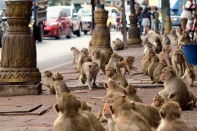 Громят витрины и воруют еду: армия голодных обезьян завладела улицами Таиланда и начала нападать на людей