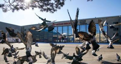 Жуть в центре Риги: женщина зверски убила голубя