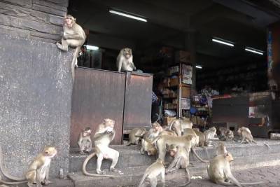 Толпы обезьян устроили погромы и захватили город, одолев полицию