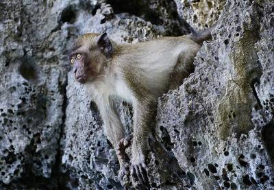 Голодные обезьяны держат в страхе жителей города в Таиланде