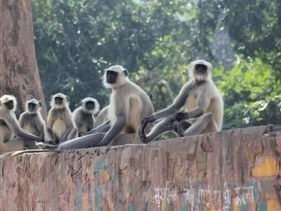 Отряды голодных обезьян напали на город и наказали полицейских