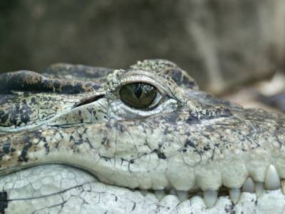 Крокодила заметили в реке в Подмосковье