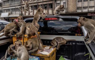 Голодные обезьяны захватили город в Таиланде