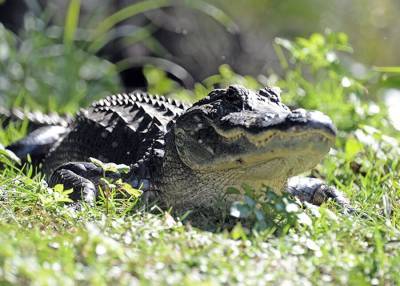 Информация об обнаружении крокодила в Балашихе не подтвердилась