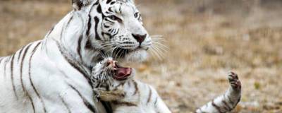 Международный день тигра отметили в новосибирском зоопарке имени Шило