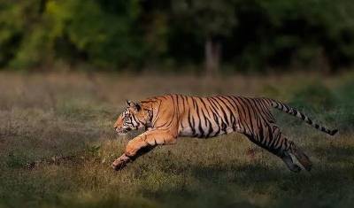 Они возвращаются! Популяция тигров в мире и в России начала расти