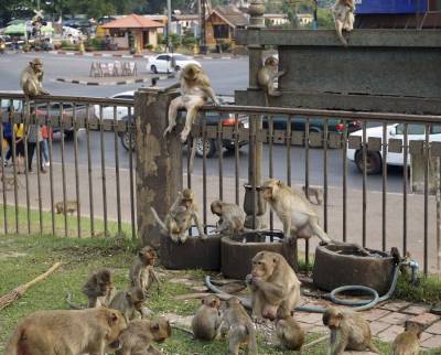 Город в Таиланде захватили полчища голодных обезьян
