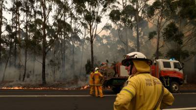 В WWF заявили о гибели 3 млрд животных из-за лесных пожаров в Австралии