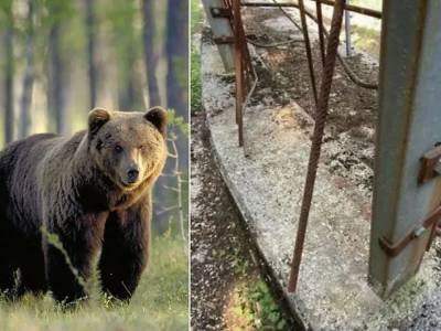 Знаменитый на весь мир медведь совершил очередной побег из итальянского питомника