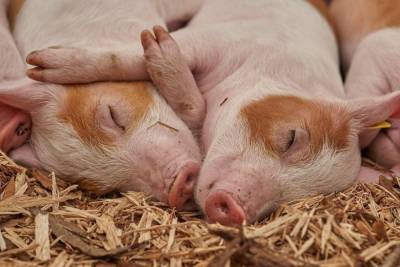 В Порховском районе уничтожают свиней, чтобы избежать распространения африканской чумы