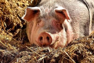 Россельхознадзор ликвидировал очаг африканской чумы свиней в Бутурлинском районе