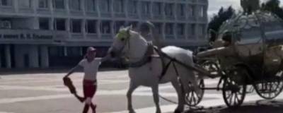 Сбежавшая в центре Ульяновска лошадь с каретой разбила автомобили и ударила женщину (видео)