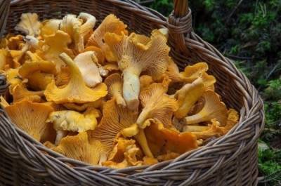 В Литве предложили запретить сбор грибов около усадеб