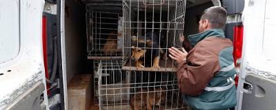 В Рязанской области выделят деньги для создания приюта для бездомных животных