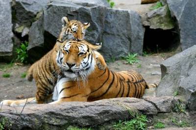 В Минприроды сообщили о росте численности амурских тигров