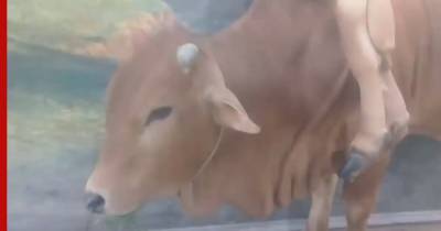 Во Вьетнаме обнаружили корову с шестью ногами и двумя хвостами