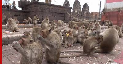 Голодные обезьяны Таиланда атаковали местных жителей и полицию