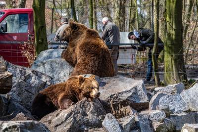 Ночь среди медведей: зоопарк предложил посетителям необычное развлечение