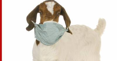 В Индии козу арестовали за хождение без защитной маски - profile.ru - Индия