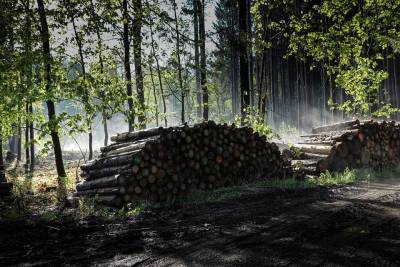 Ученые предрекли общемировой коллапс из-за уменьшения лесов