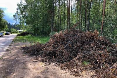 Жители поселка Сосновый Бор пожаловались на свалку спиленных деревьев