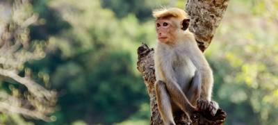 Полчища голодных обезьян захватили город (ФОТО)