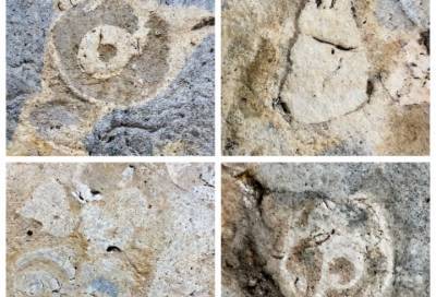 В стенах станции метро "Улица Дыбенко" нашли древние окаменелости
