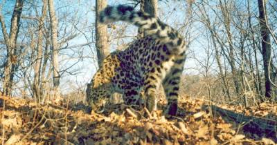 В Приморье обнаружили старейшую самку дальневосточного леопарда