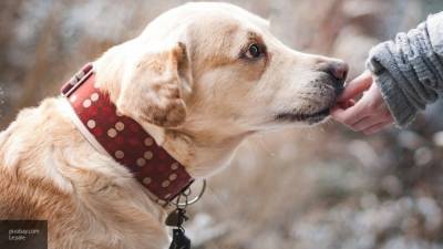 Американские биологи научились более точно "переводить" возраст собаки в человеческий