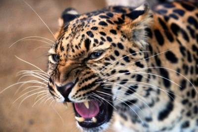 Старейшему леопарду в нацпарке Приморья не менее 17 лет