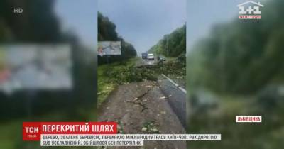 Во Львовской области ураган повалил дерево на трассу Киев-Чоп