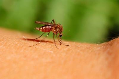 Аллерголог-иммунолог рекомендует жителям столицы не расчесывать комариные укусы