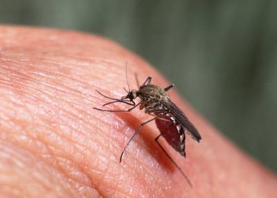 Москвичей предупредили об опасности появления глистов из-за укусов комаров