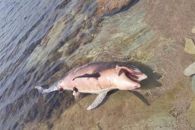В Геленджике продолжают гибнуть дельфины