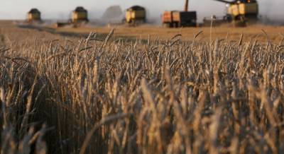 Мировое производство зерна вырастет до рекордного уровня - прогноз ФАО