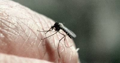 Москвичей предупредили об опасности комариных укусов