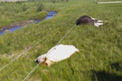 Три коровы погибли от удара током из-за повалившихся столбов в Чите
