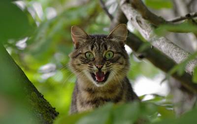 Кот может слезть с дерева сам: спасатели просят не вызывать их напрасно