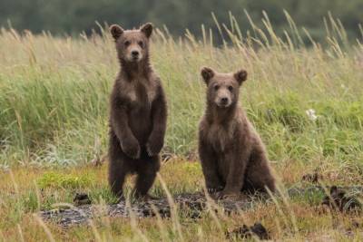 Минюст ищет новый дом для львов и медведей, конфискованных через суд - yaizakon.com.ua - Украина