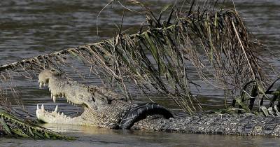 Крокодил затащил в реку полицейского, который искал в воде телефон