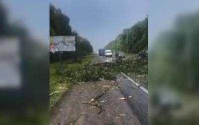 Ураган свалил дерево на трассу Киев-Чоп