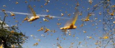 Урожай под угрозой: в Индии для борьбы с нашествием саранчи подключили вертолеты и беспилотники