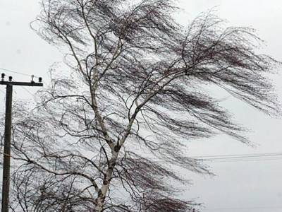 Во Львовской области ураган повалил дерево на международную трассу Киев-Чоп: движение заблокировано