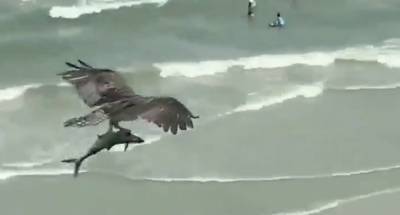 На вирусном видео хищная птица летела над пляжем с «акулой» в когтях