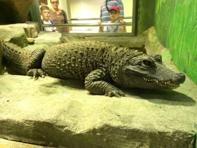 Девушка кормила крокодила из рук и гладила по спинке: в Сети показали видео с грозной рептилией