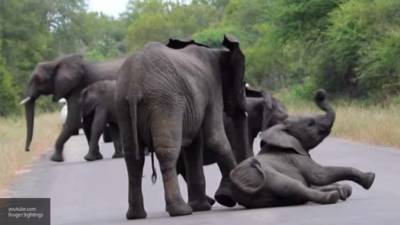Загадочные смерти ботсванских слонов станут объектом изучения ученых