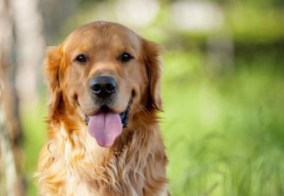 Ученые объяснили, как «переводить» возраст собак на человеческий